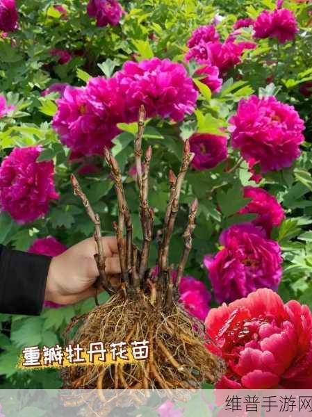 国色天香还是天香国色：1. 国色天香：绽放在世界的美丽之花