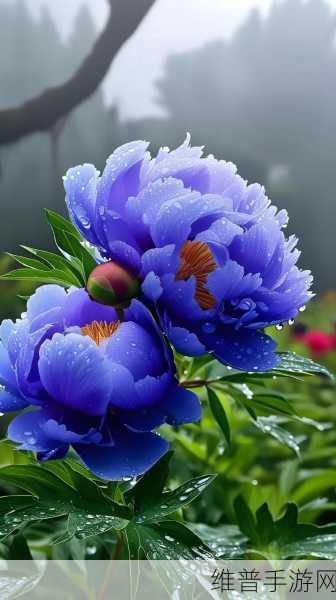 国色天香还是天香国色：1. 国色天香：绽放在世界的美丽之花