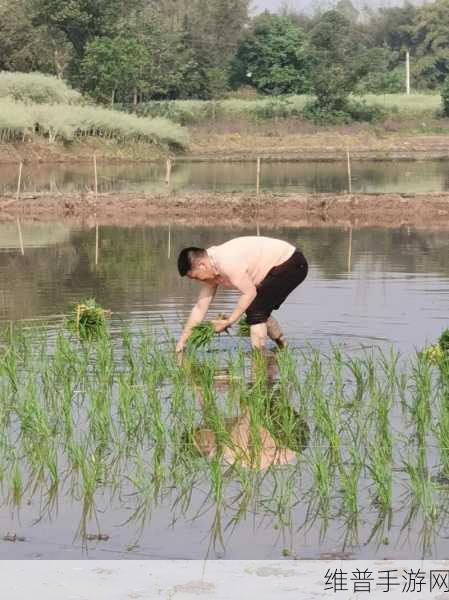 情侣的30种插秧法：1. 创意插秧：情侣间的田园浪漫