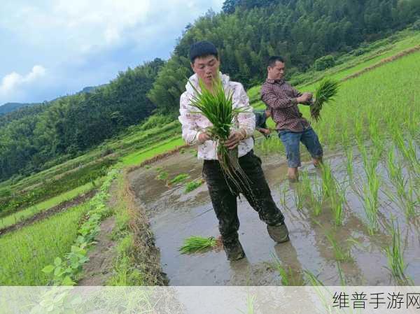情侣的30种插秧法：1. 创意插秧：情侣间的田园浪漫