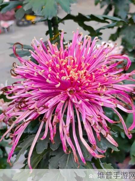 答错一题菊花放一支笔：1. 答题失误，菊花与笔的奇妙联结