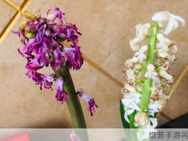 倒插莲花是什么样子的:1. 倒插莲花:逆境中绽放的生命之美