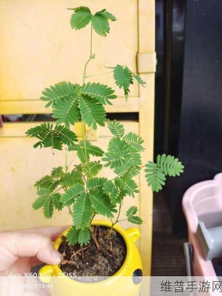 含羞草成年实验所:1. 含羞草成年实验的科学探究与应用前景