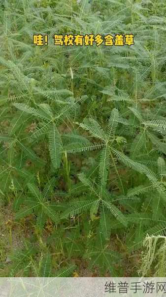 含羞草成年实验所:1. 含羞草成年实验的科学探究与应用前景