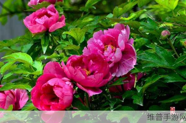 日韩一卡2卡三卡4卡国色天香:1.日韩卡牌对决:国色天香的魅力与策略