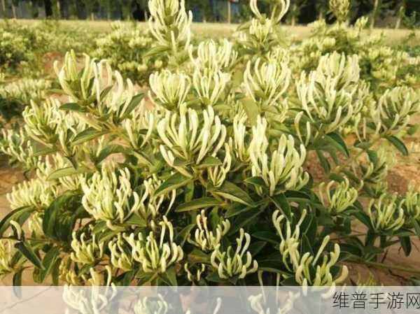 双管齐下金银花：1. 双管齐下：金银花的多重功效与应用