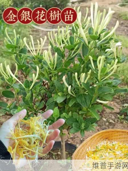 双管齐下金银花：1. 双管齐下：金银花的多重功效与应用