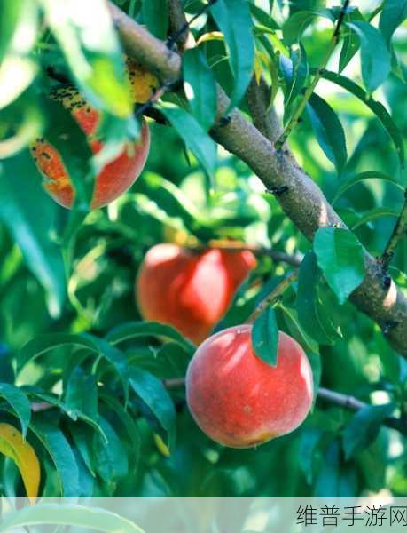 水蜜桃秘密基地：1. 水蜜桃秘密基地：探寻甜蜜的果园奇迹