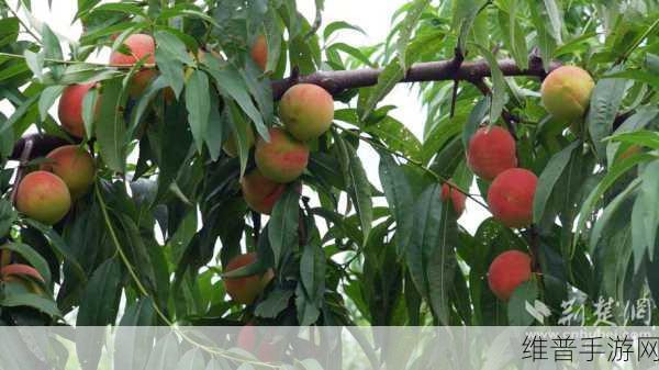 水蜜桃秘密基地：1. 水蜜桃秘密基地：探寻甜蜜的果园奇迹