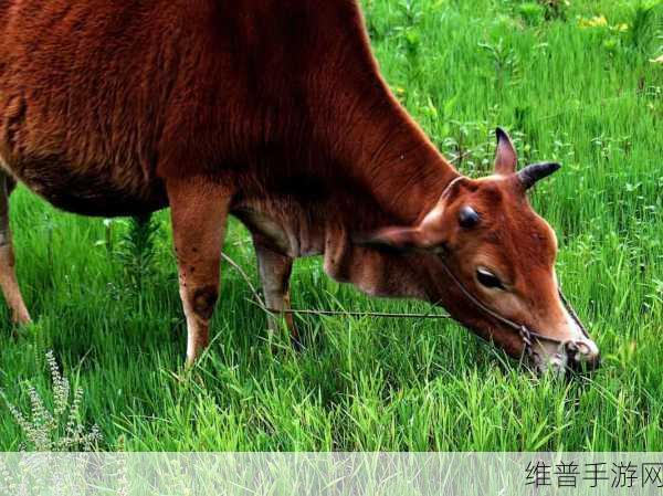 老牛嫩草一二三产品区别是什么：1. 探索老牛嫩草一二三产品的独特优势与区别