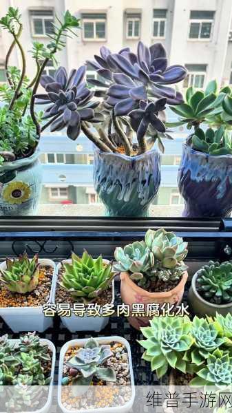 皇家共享小公主多肉养护方法：1. 《皇家共享小公主：多肉植物精心养护指南