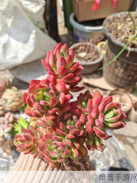 皇家共享小公主多肉养护方法：1. 《皇家共享小公主：多肉植物精心养护指南