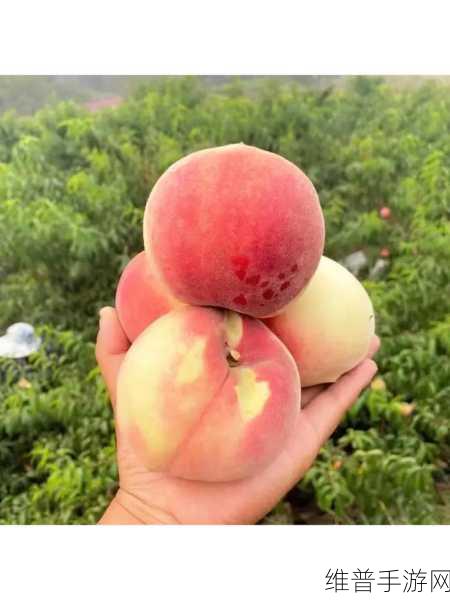 探寻精美日产nv二线三线水蜜桃的独特魅力：1. 探秘日产NV水蜜桃的鲜美与魅力