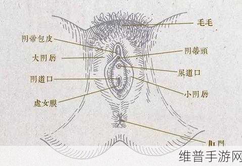 揉豆豆的基础手法：1. 揉豆豆的艺术：手法与技巧全解析