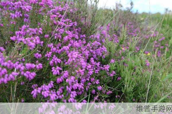 他的舌头探进蜜源毛毛虫说说视频：1. ＂蜜源探秘：毛毛虫的舌头奇妙之旅