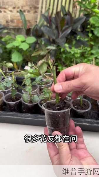 扦插过程视频:1. "扦插技巧全解析:轻松繁殖你喜欢的植物