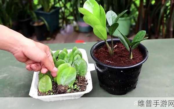 扦插过程视频:1. "扦插技巧全解析:轻松繁殖你喜欢的植物