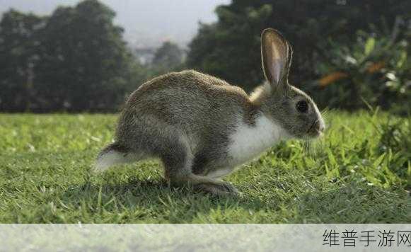 衬衫里的小兔子蹦来蹦去：1.小兔子在衬衫里跳跃的奇妙冒险