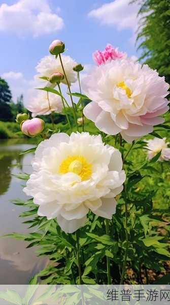 香软玉滑-林芍药：1. 香软玉滑的魅力：林芍药的独特之美