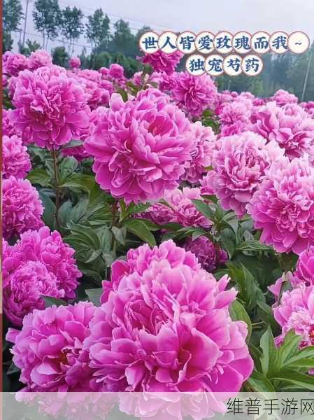 香软玉滑-林芍药：1. 香软玉滑的魅力：林芍药的独特之美