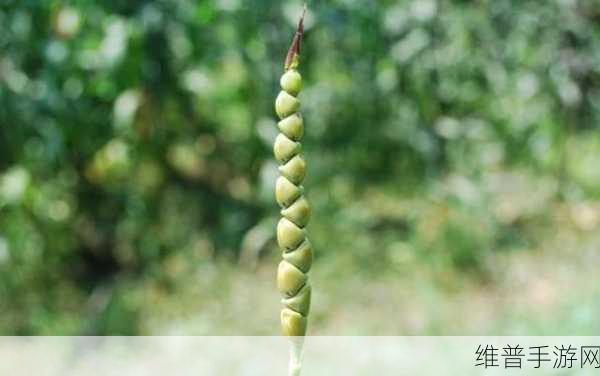 玉米地方的那些事:1. 玉米地方的古老传说与现代变迁