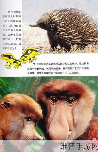 美国ZOOM动物-欢迎您!：1. 探索美国ZOOM动物的奇妙世界