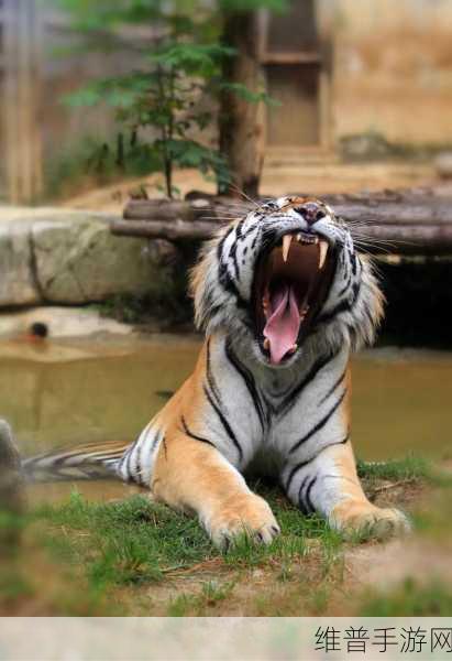 美国ZOOM动物-欢迎您!：1. 探索美国ZOOM动物的奇妙世界