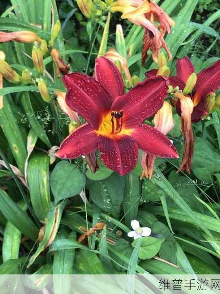 无人区玫瑰的MV：1. 荒野中的花朵，绽放无声的美丽