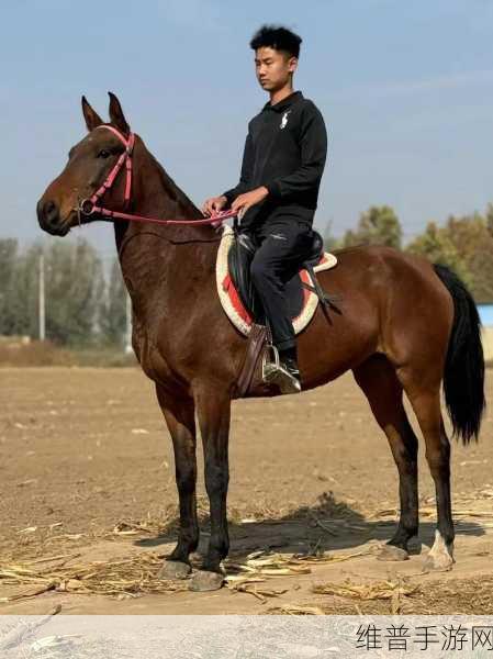 马是怎么和人交流配的：1. 马与人：探索沟通的非言语艺术
