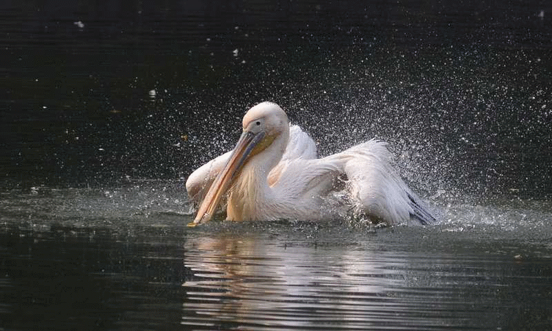 ZOOM动物合集VERDEOS：1. ZOOM动物合集：探索自然界的奇妙生物