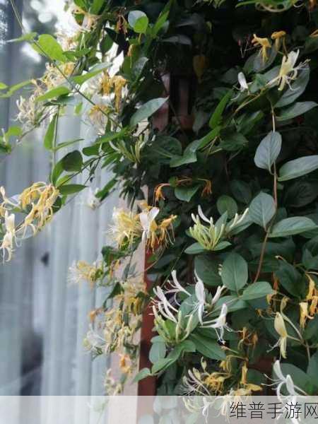 小尾巴TXT金银花原文及其影响终于不再限制:好的,以下是基于《小尾巴TXT金银花》原文及其影响拓展出的新