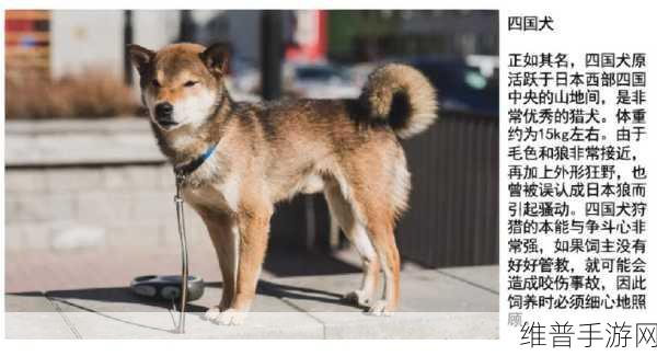 BGMBGMBGM日本XX：1. BGMBGMBGM：探索日本文化的无限可能