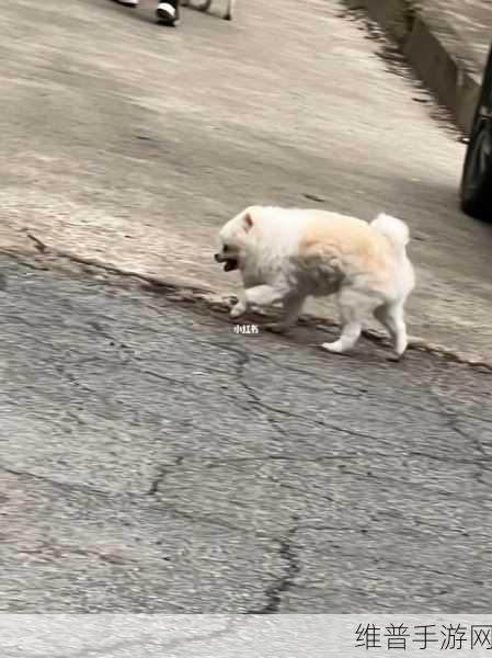 狗狗射速太快对女生有伤害吗：1.狗狗射速过快对女性健康的潜在影响