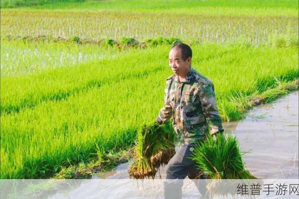 情侣的100种插秧方法：1. “田间浪漫：情侣插秧的幸福时光”