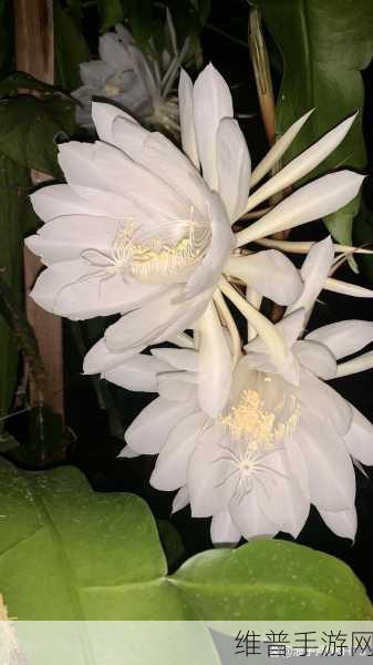 女人半夜莲花开是什么意思:1. 妇女深夜独自绽放的坚韧与美丽