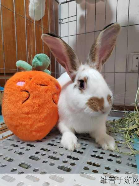 老师的兔子在衫袖里抖来抖去:1. 《兔子在衫袖里舞动的神秘故事