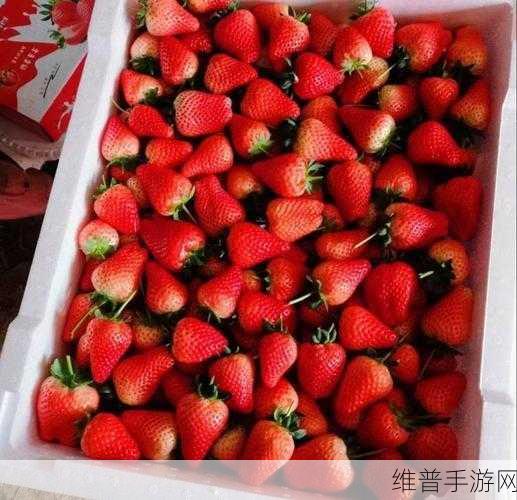 草莓视频vt：1. 草莓视频：探索丰富多彩的生活乐趣