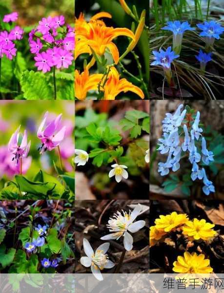 野花论坛视频：1. 野花论坛：探索自然之美与生态的奇妙