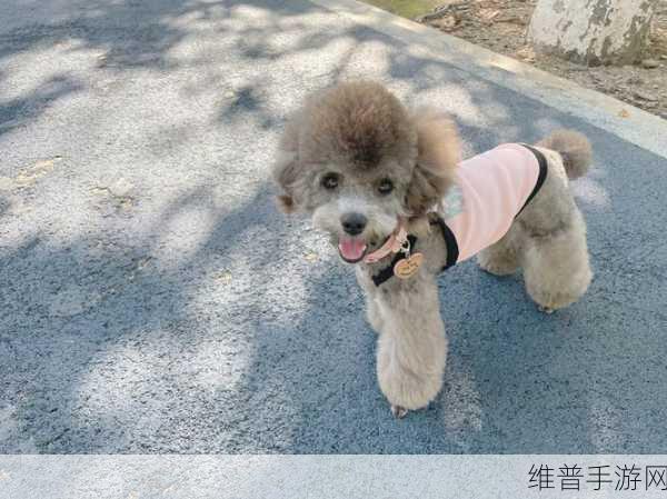 男生女生一起生猴子：1. 男生女生携手共创快乐家庭