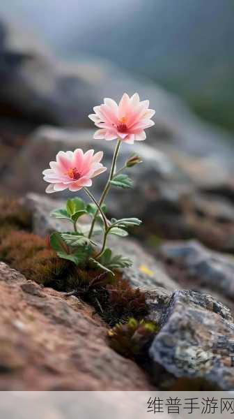 野花社区：1. 探索野花社区：自然与人文的完美融合