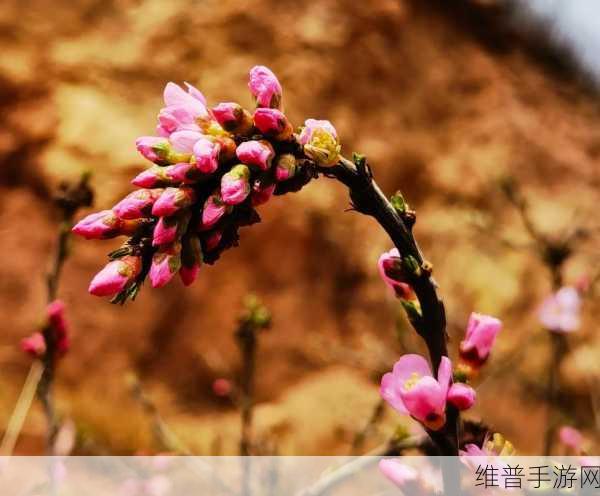 野花社区：1. 探索野花社区：自然与人文的完美融合