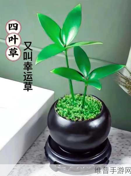 成品人精品人的区别四叶草:1. 成品人与精品人的深度解析与对比