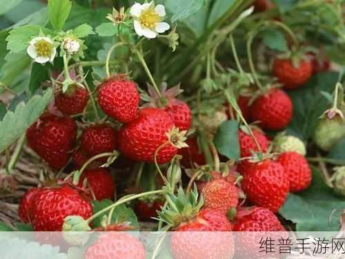 草莓视频色多多8x8x:1. 草莓视频色多多:探索无限创意的视听盛宴