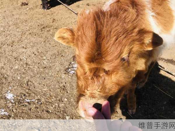 ZoomkooL牧场猪的日常生活：1. ＂探索ZoomkooL牧场猪的幸福日常生活