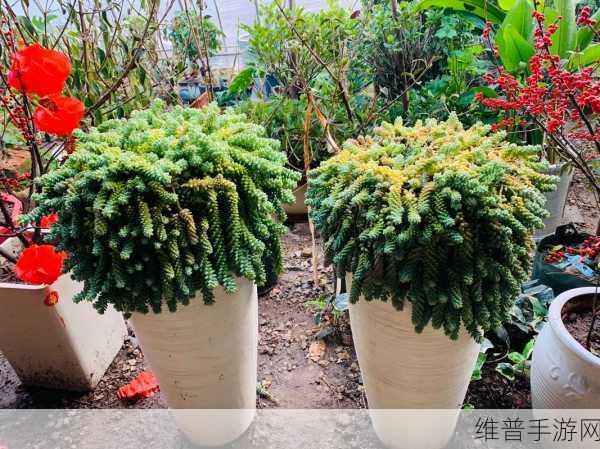 多肉模拟器下载，打造你的专属多肉花园