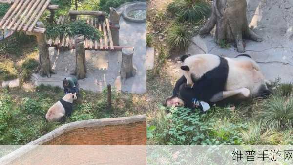 熊猫永不为奴,益智解谜新体验,告别饲养员之旅