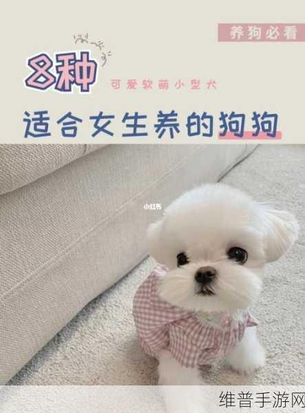 元气小狗下载指南，解锁狗狗养成的无限乐趣