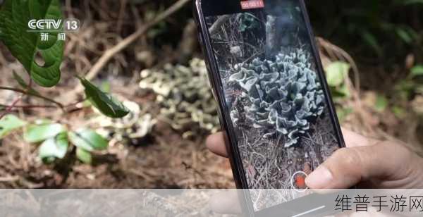 蘑菇视频黑料爆款:蘑菇短视频 - 超火爆游戏视频社区【专题】