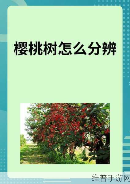 黄蜜大樱桃的枝条是光滑的吗：【科普】樱桃树枝条光滑度测评，种植达人必看！【专题】