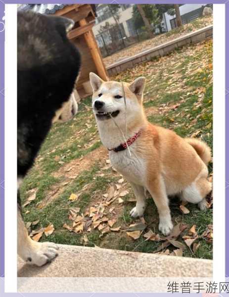 女孩在闺房把处女之身献给公狗有怀不孕风险么？：宠物互动：少女饲养宠物需要注意哪些健康隐患？【专题】